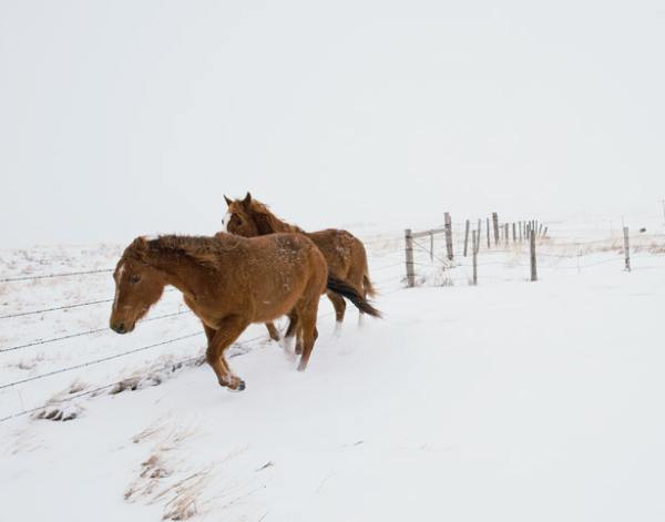 Northern Montana's Hi-Line