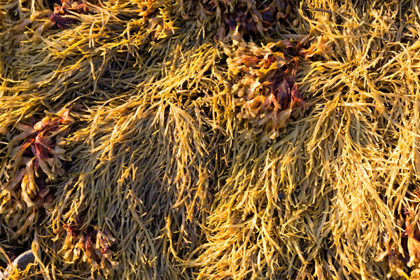 Maine-Rockweed